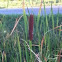 Cattail