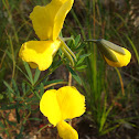 Broad-leaved wedge-pea