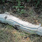 Canoe Birch (Paper Birch)