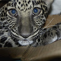 Leopard cub