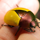 Leaf Chafer