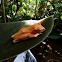 Common Tree Frog