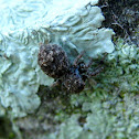Jumping Spider