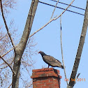 Turkey Vulture