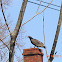 Turkey Vulture