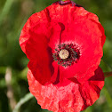 Klatschmohn