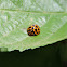 Ladybug