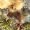 Golden star tunicates
