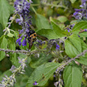 Large Carpenter Bee