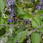 Large Carpenter Bee