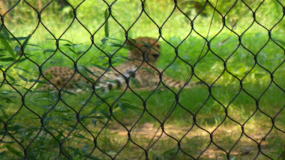 Cheetah behind a fence, not running free