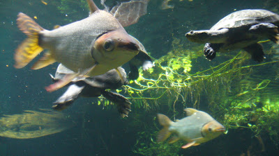Fish at the zoo