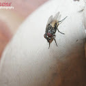 Housefly
