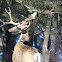 Mule Deer