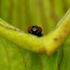 North American Pitcher Plant