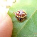 Two-spined Spider