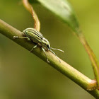 Pale Green Weevil