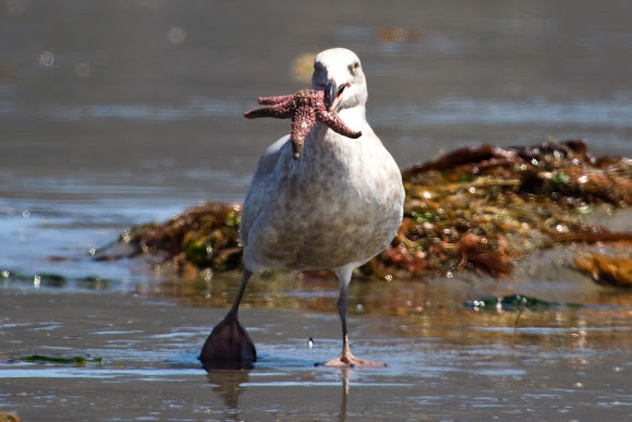 Spotting Image 1