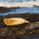 Harbor Seal