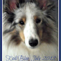 Sheltie