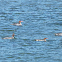 common merganser