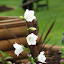 White Bellflowers
