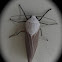 Tiger Moth