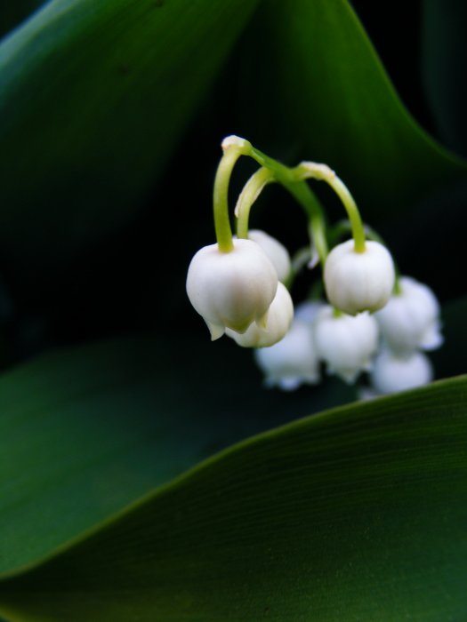 lily of the valley flower macro