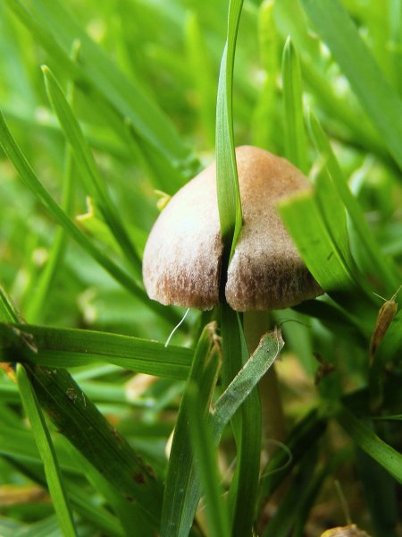 mushroom grass macro photo