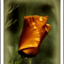 Tulipano