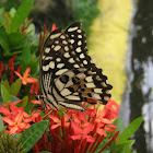 Lime Butterfly