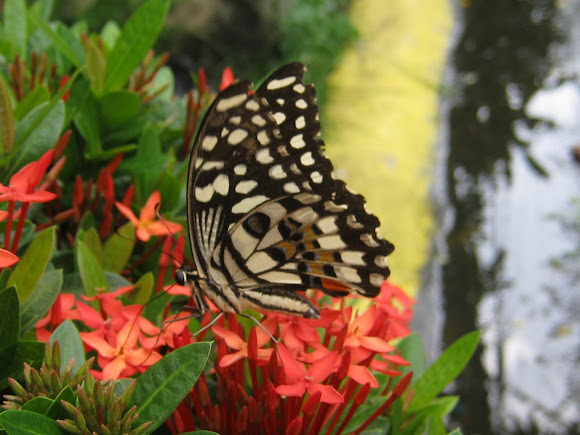 Spotting Image 1