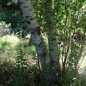 White birch