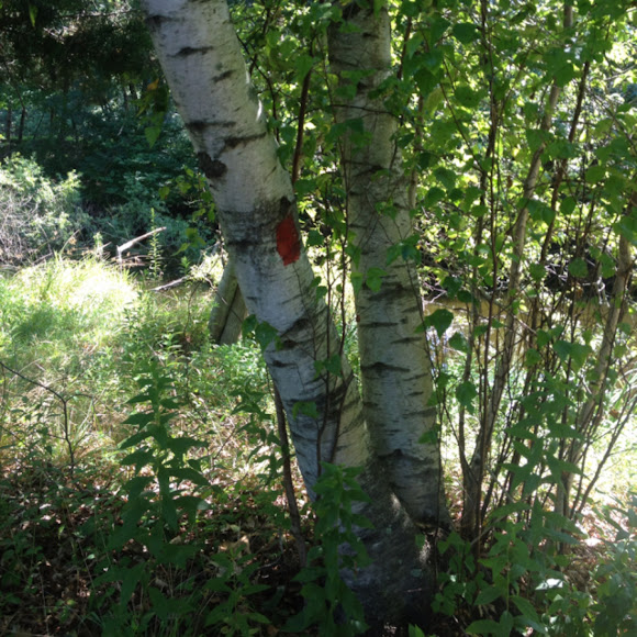Spotting Image 1