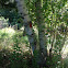 White birch