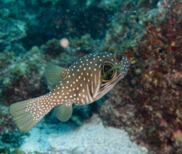 Stars and Stripes Puffer Project Noah