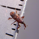 Picudo del arroz. Rice weevil