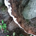 Ganoderma
