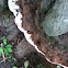 Ganoderma