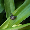 Snail