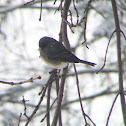 Dark-eyed Junco