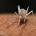 Mosquito sucking my blood.