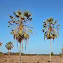carnaúba