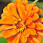 Zinnia