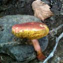Mushroom fungi