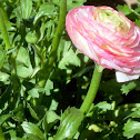 Persian Buttercup