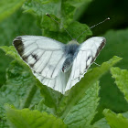Green-veined White (female)