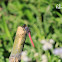 uncertain dragonfly