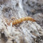 Click Beetle Larvae