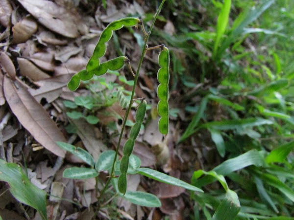 Beggar’s lice | Project Noah